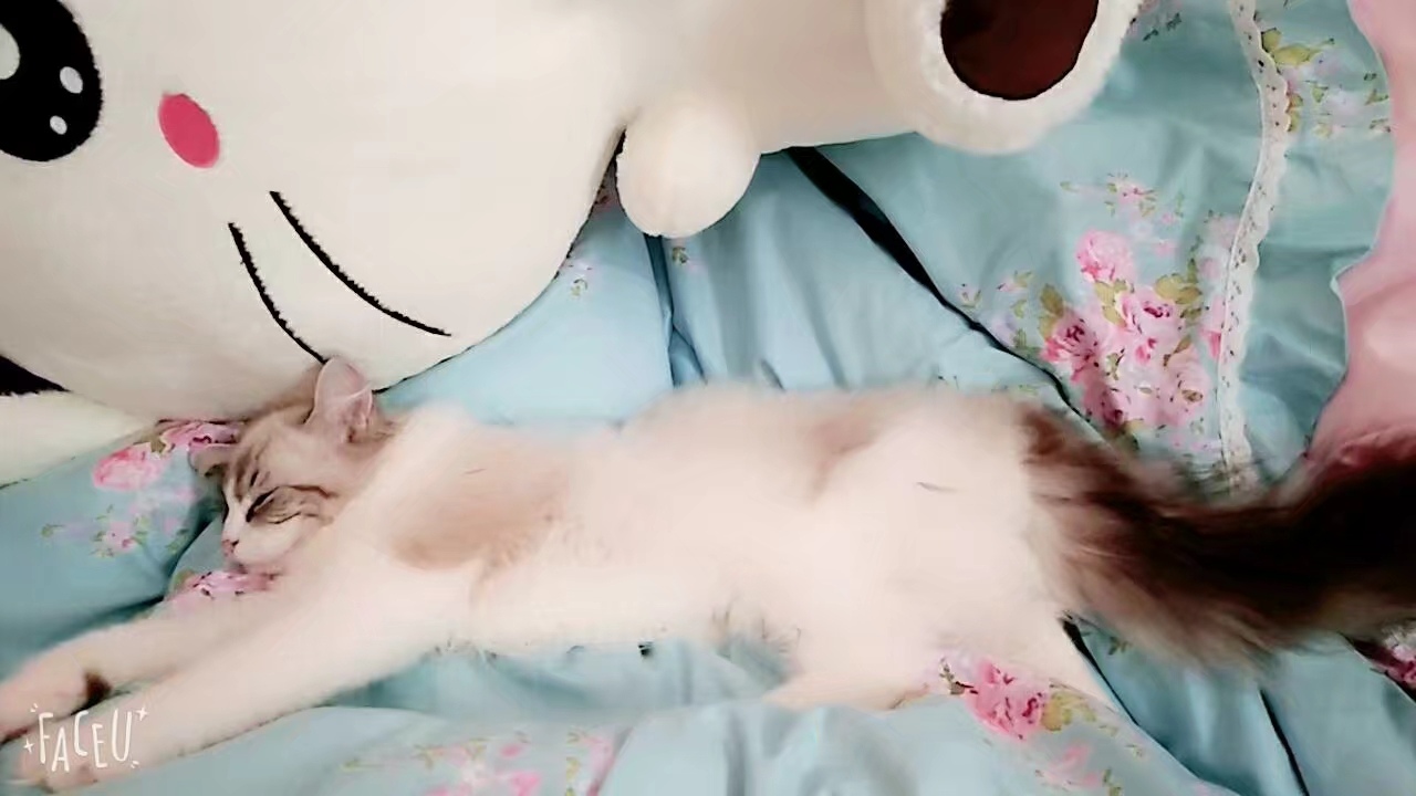 仙女喵