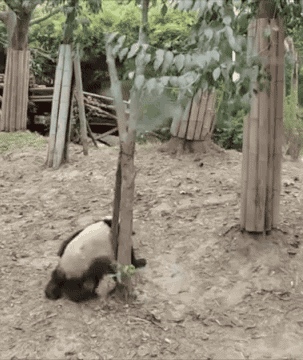 累死了，每天家族赛，每天都要要