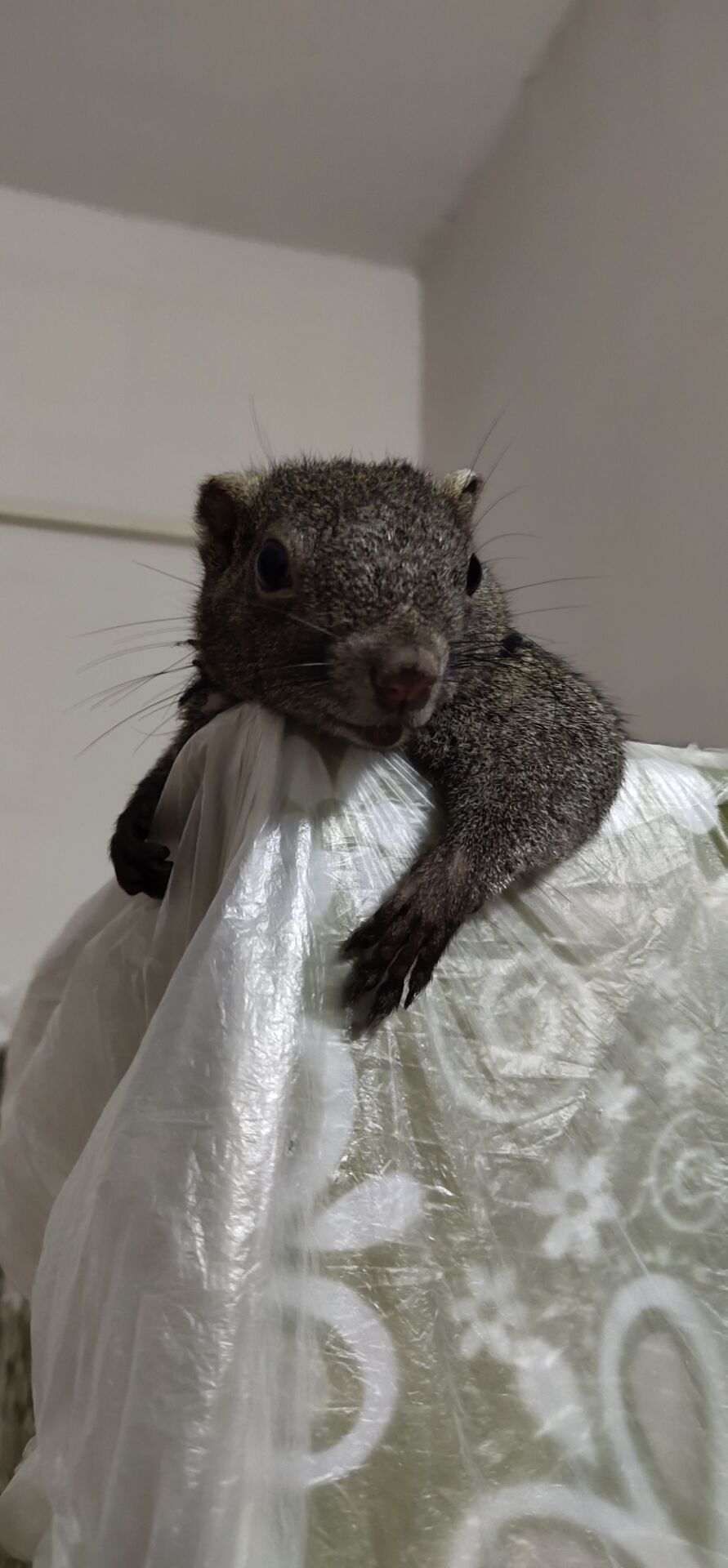 不知不觉玩2个星期了，没啥变化