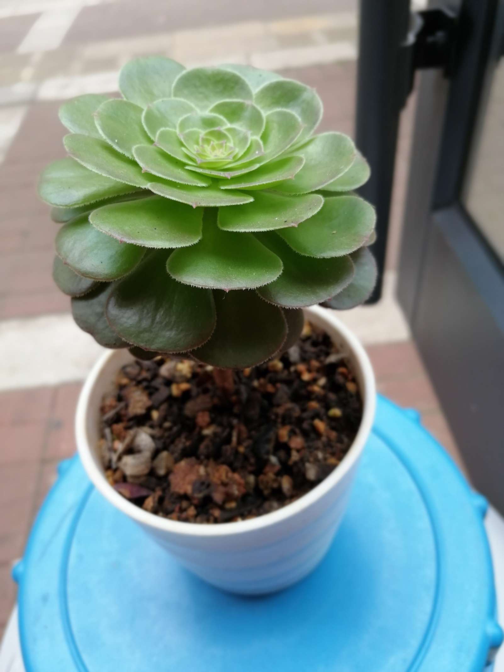日常签到来一波赞