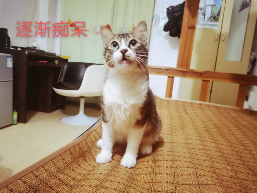 哎