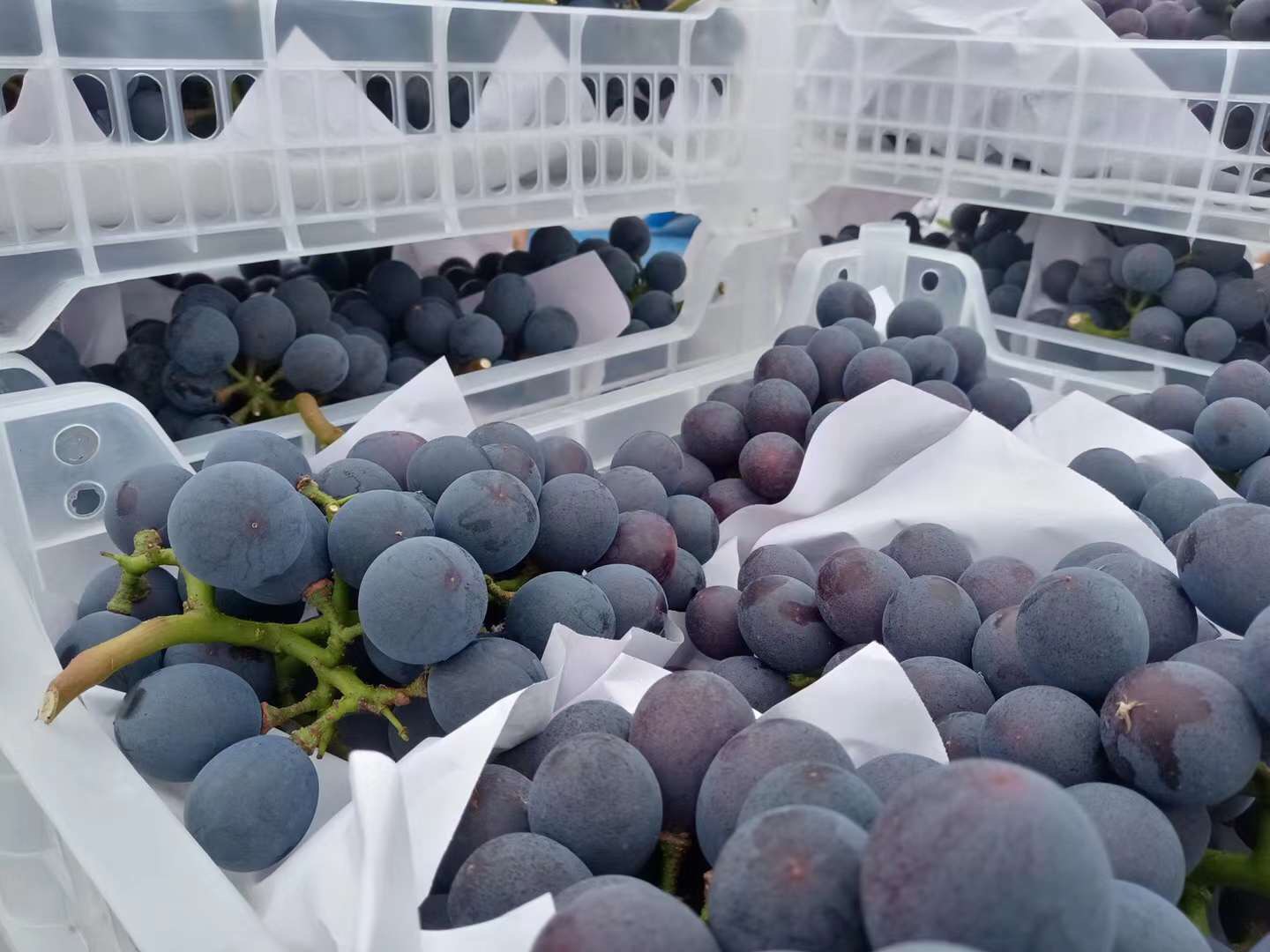 增加BOOS玩法