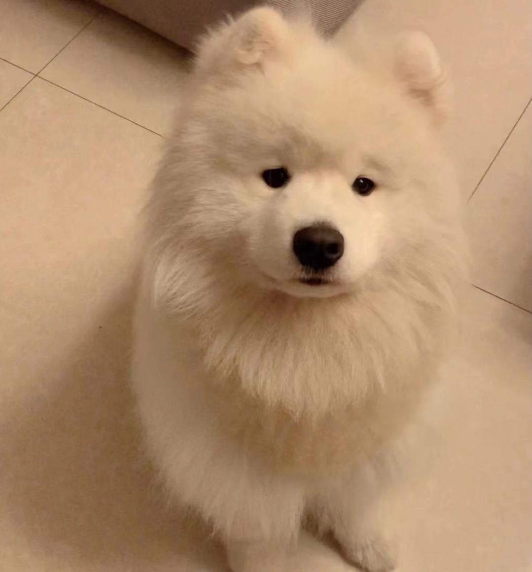 休息在家遛狗