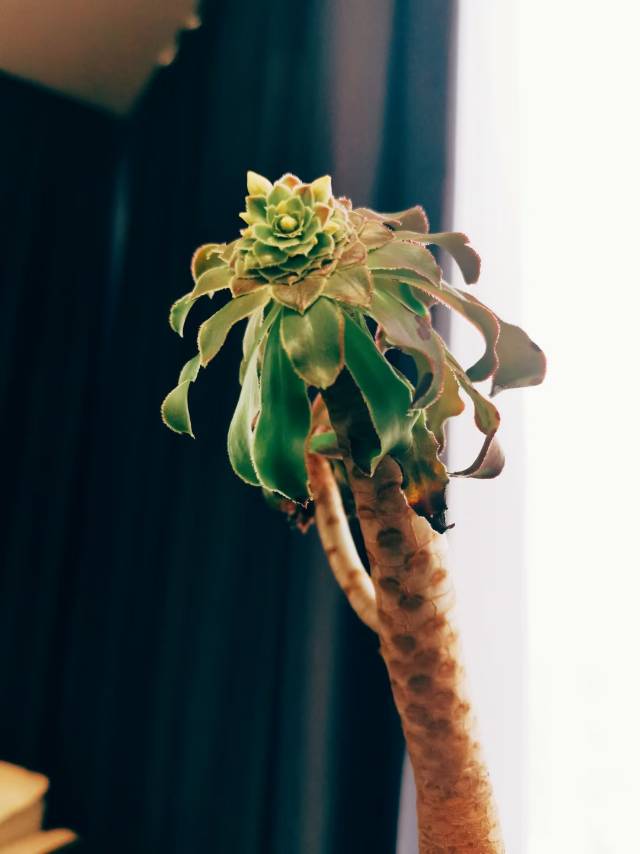 我这个妖娆的“法师”要开花了[