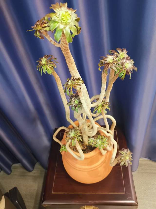我这个妖娆的“法师”要开花了[
