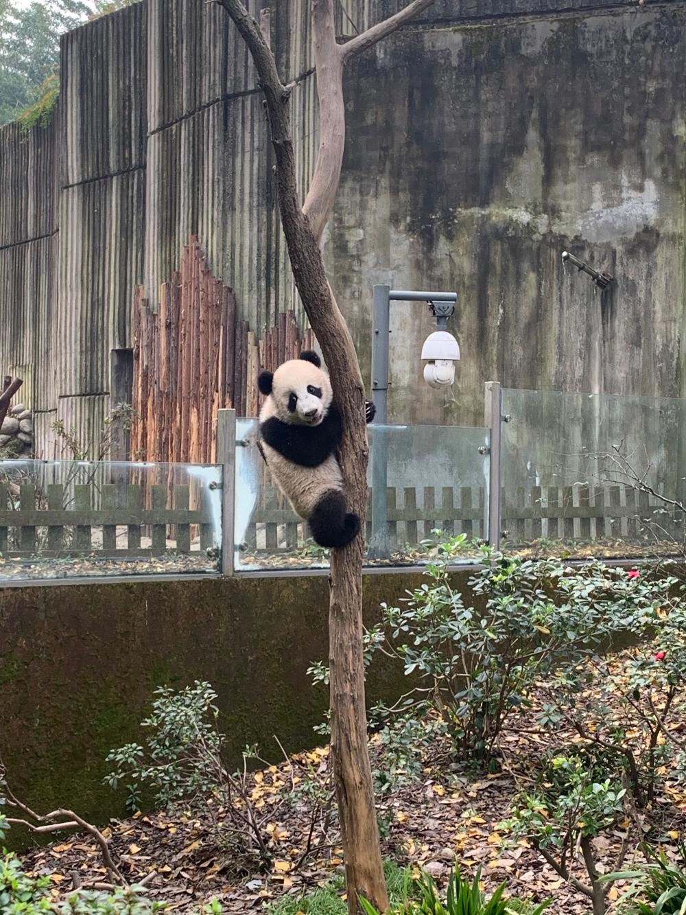 冲击金牌写手第二天