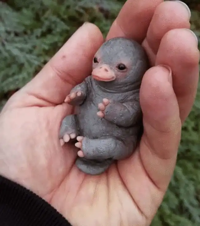 新手