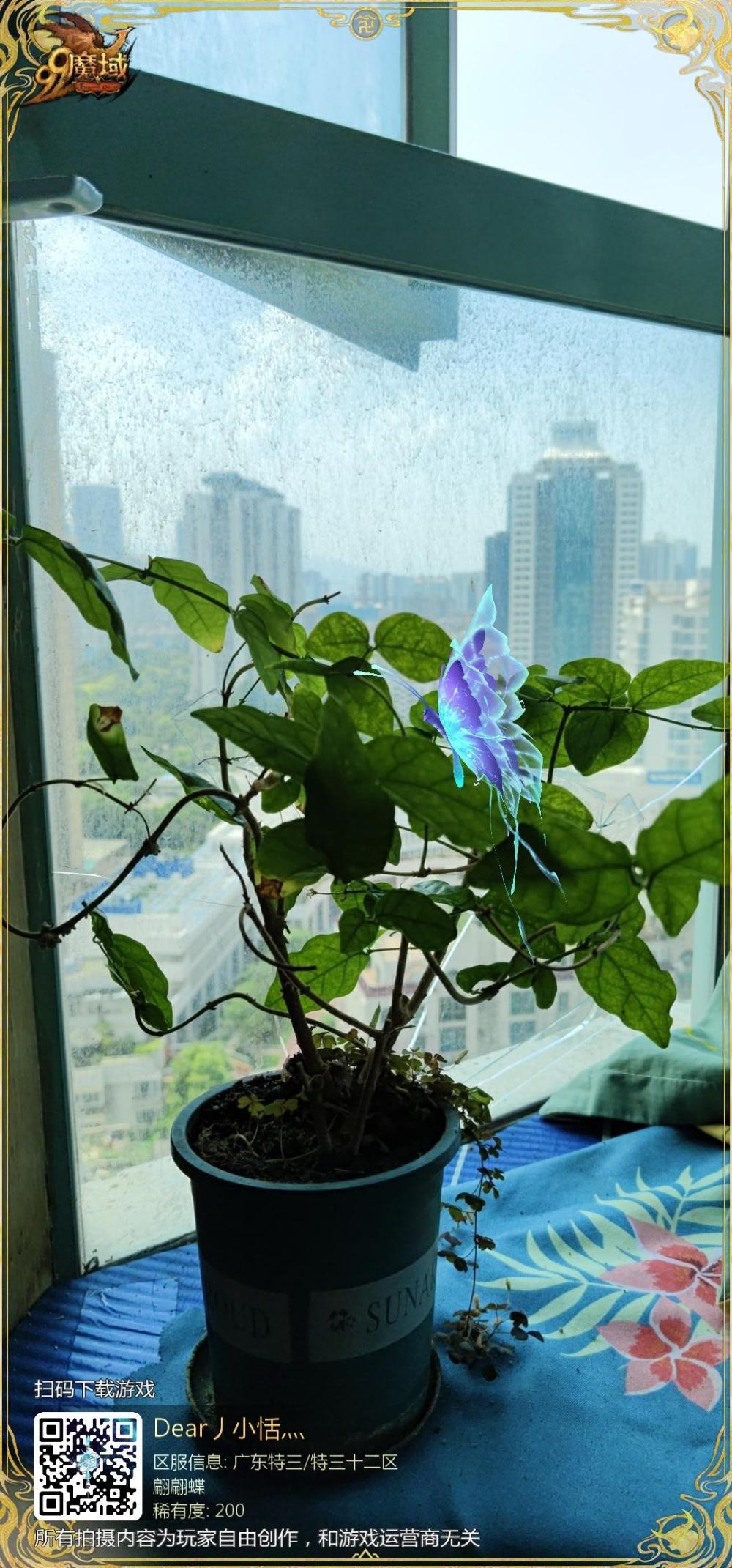 扑捉一只美丽的蝴蝶🦋
