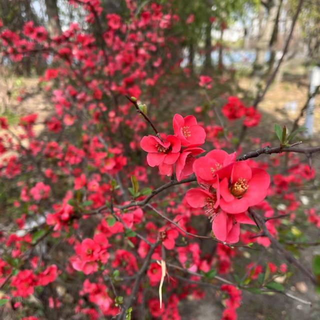 春暖花开