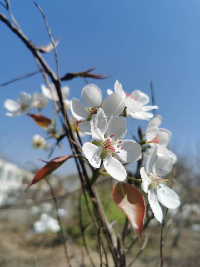 魔域