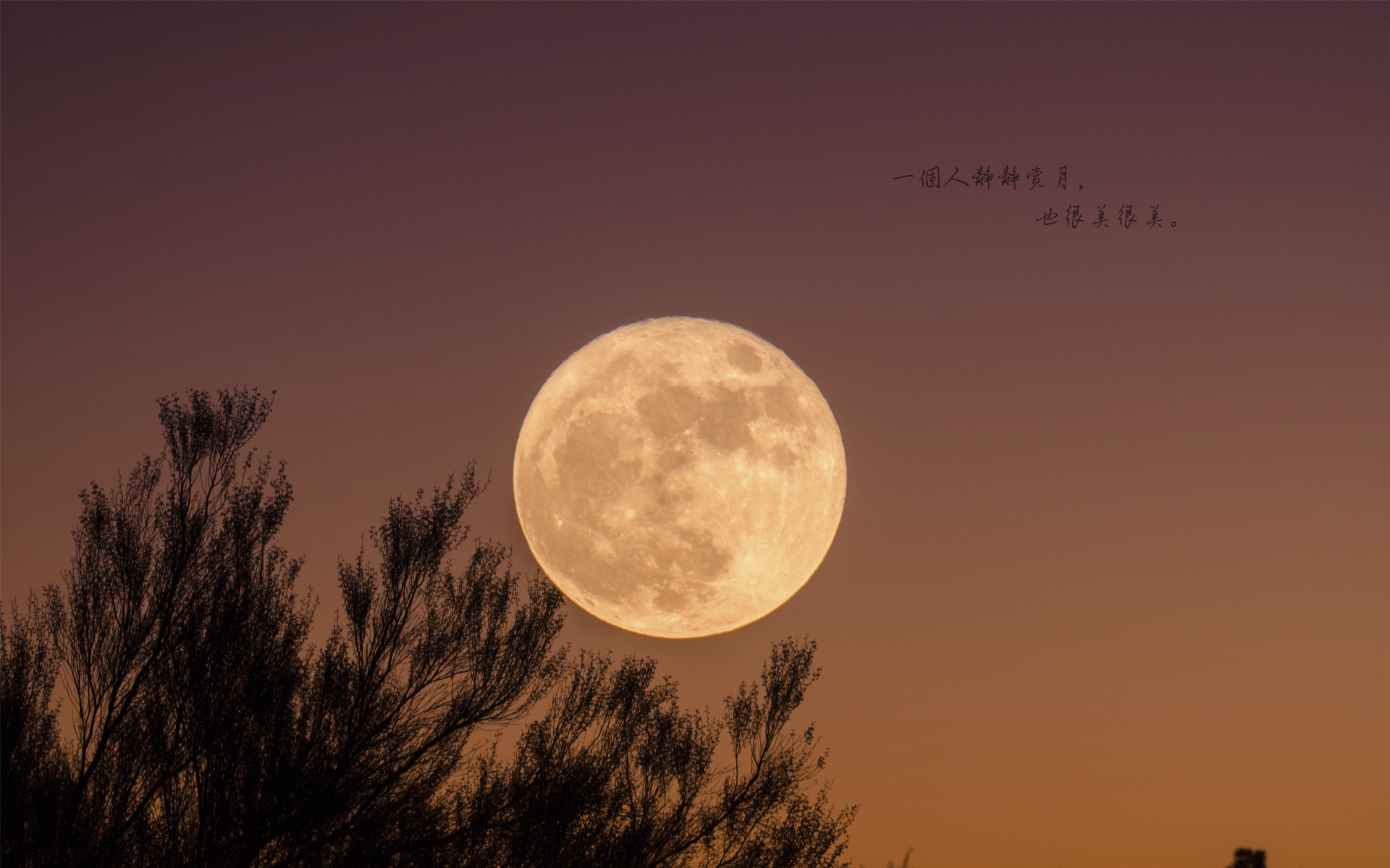 今夜月明人尽望，不知秋思落谁家
