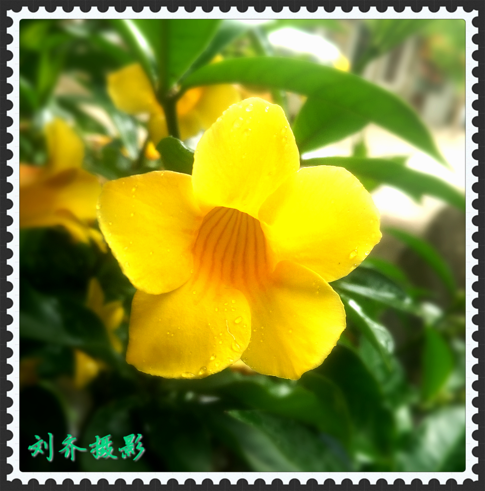 春花烂漫