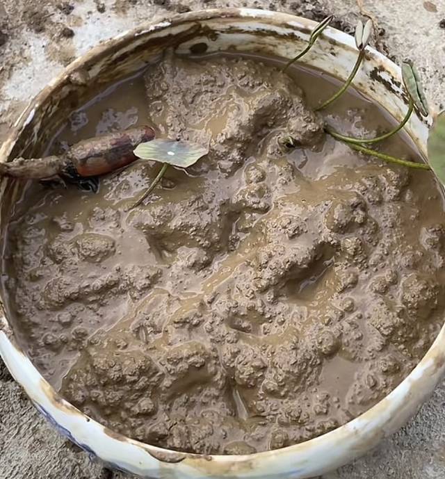 种藕种植方法~