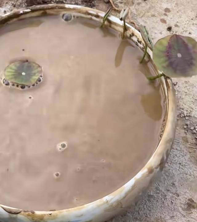 种藕种植方法~