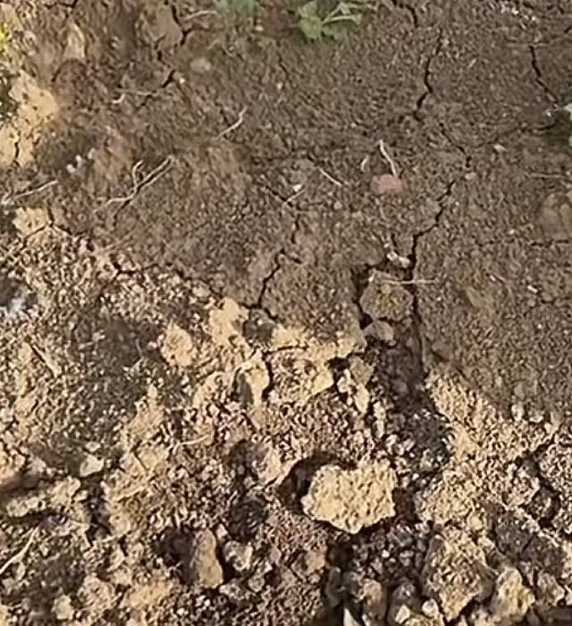 种藕种植方法~