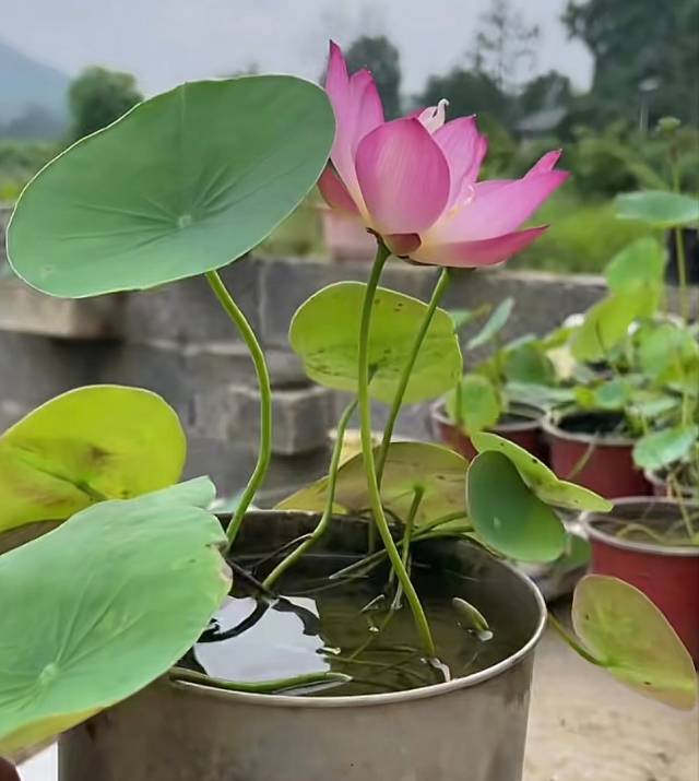 种藕种植方法~