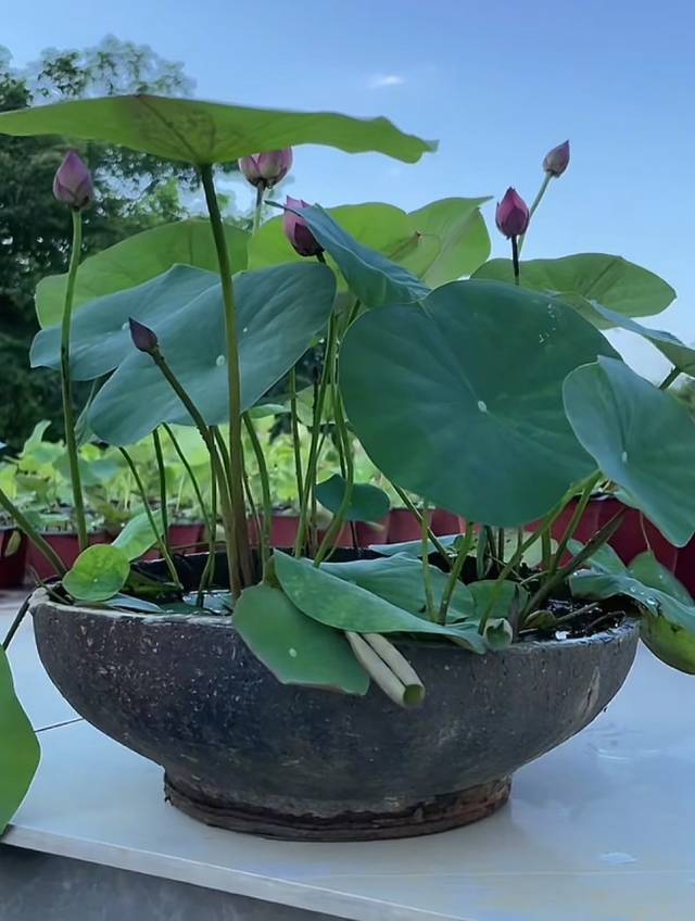 种藕种植方法~