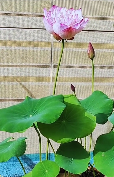倾世圣莲(大唐芙蓉)开花啦 #