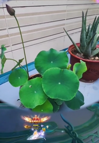 圣莲灼灼，风华倾世