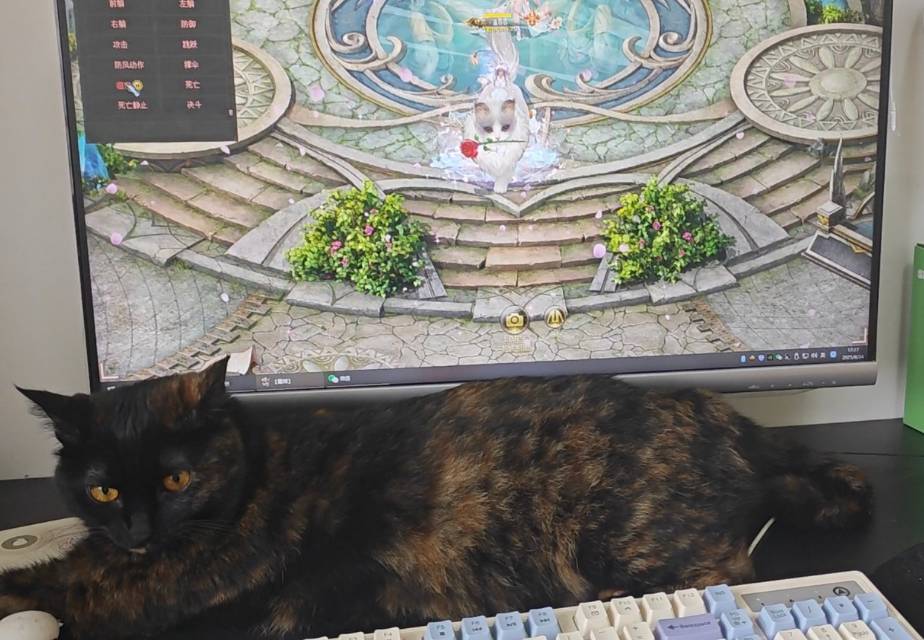 [得意]游戏灵猫和现实灵猫相遇