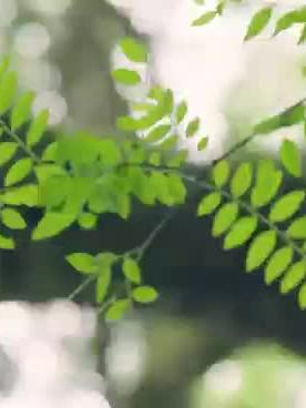 保护动物