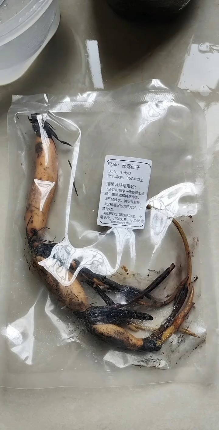 为花魁打好基础 圣莲风华倾世 
