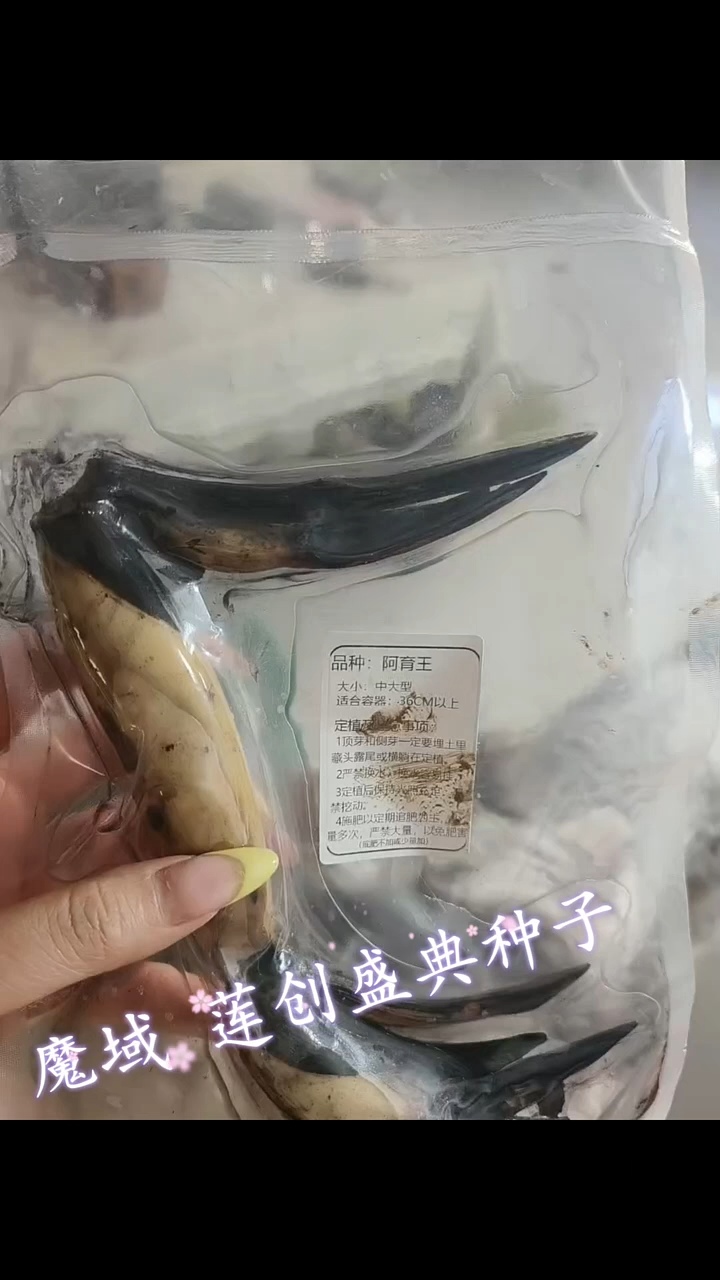 愿做凡尘一朵莲，出泥不染水中仙