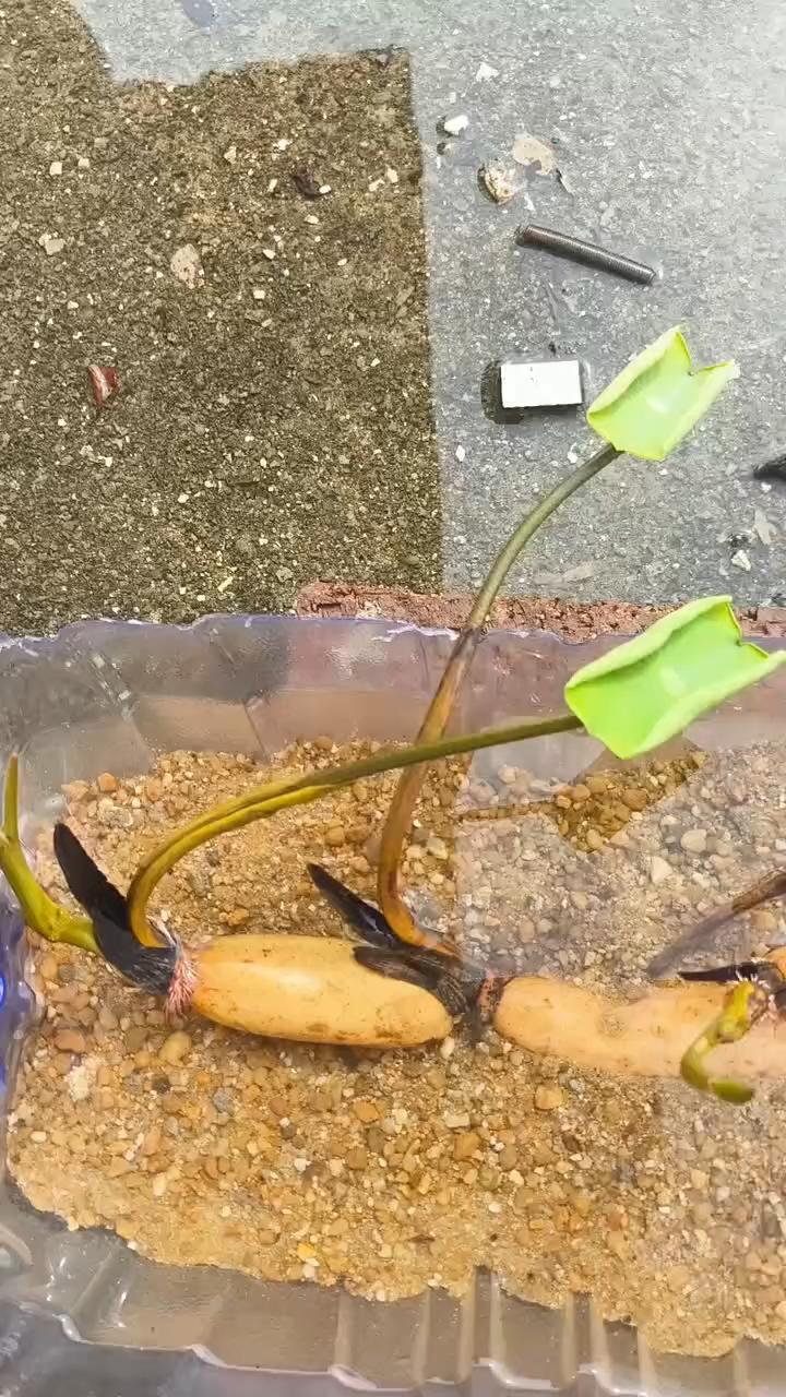 领的超大号荷花，想不到这么大，