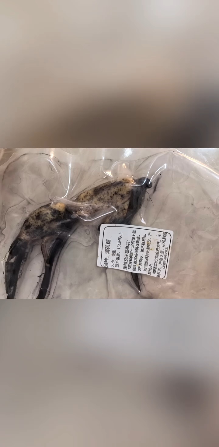 圣莲灼灼，风华倾世，2025“