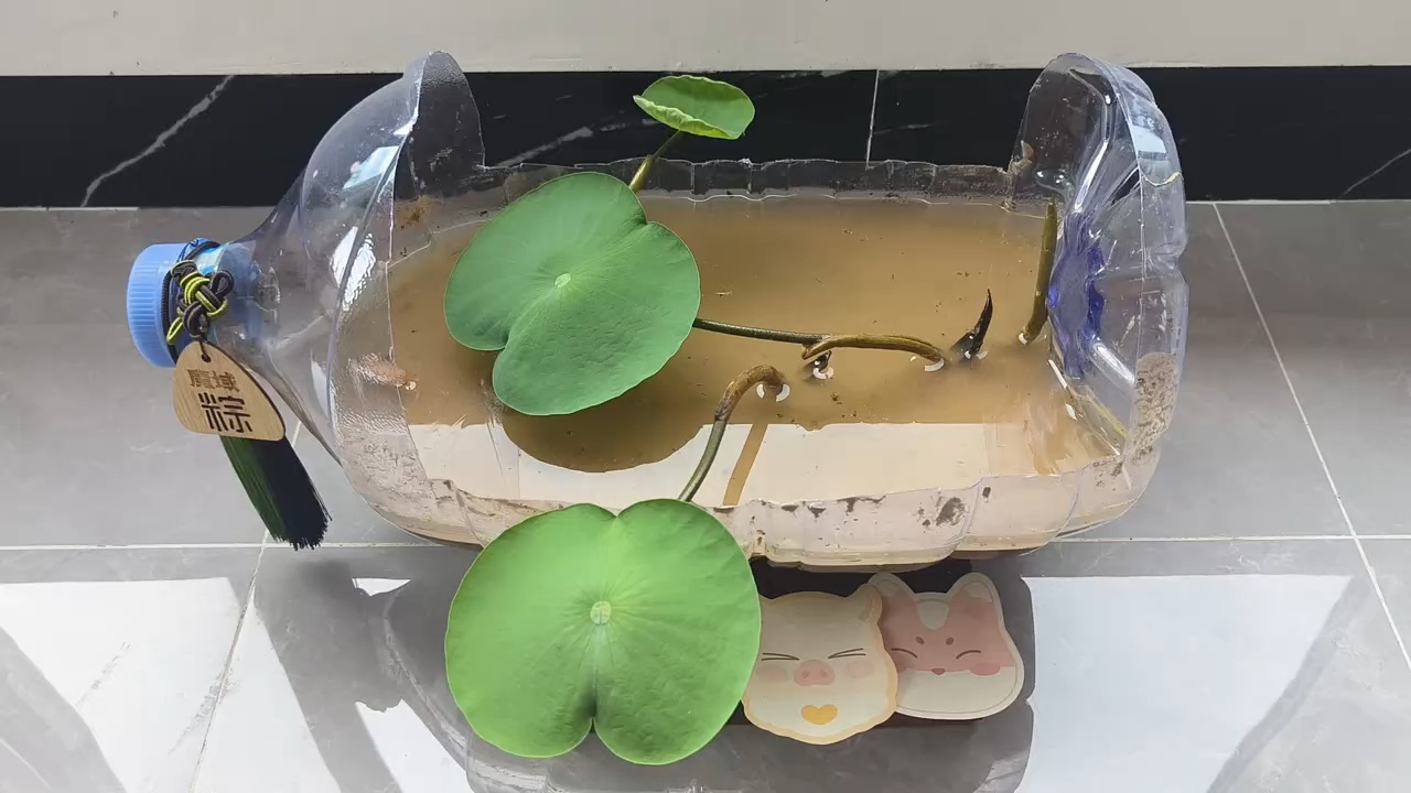移栽之后第三天，长出第三片叶子
