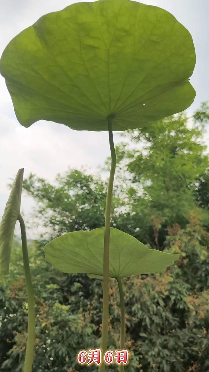 我在魔域种花之花苞期