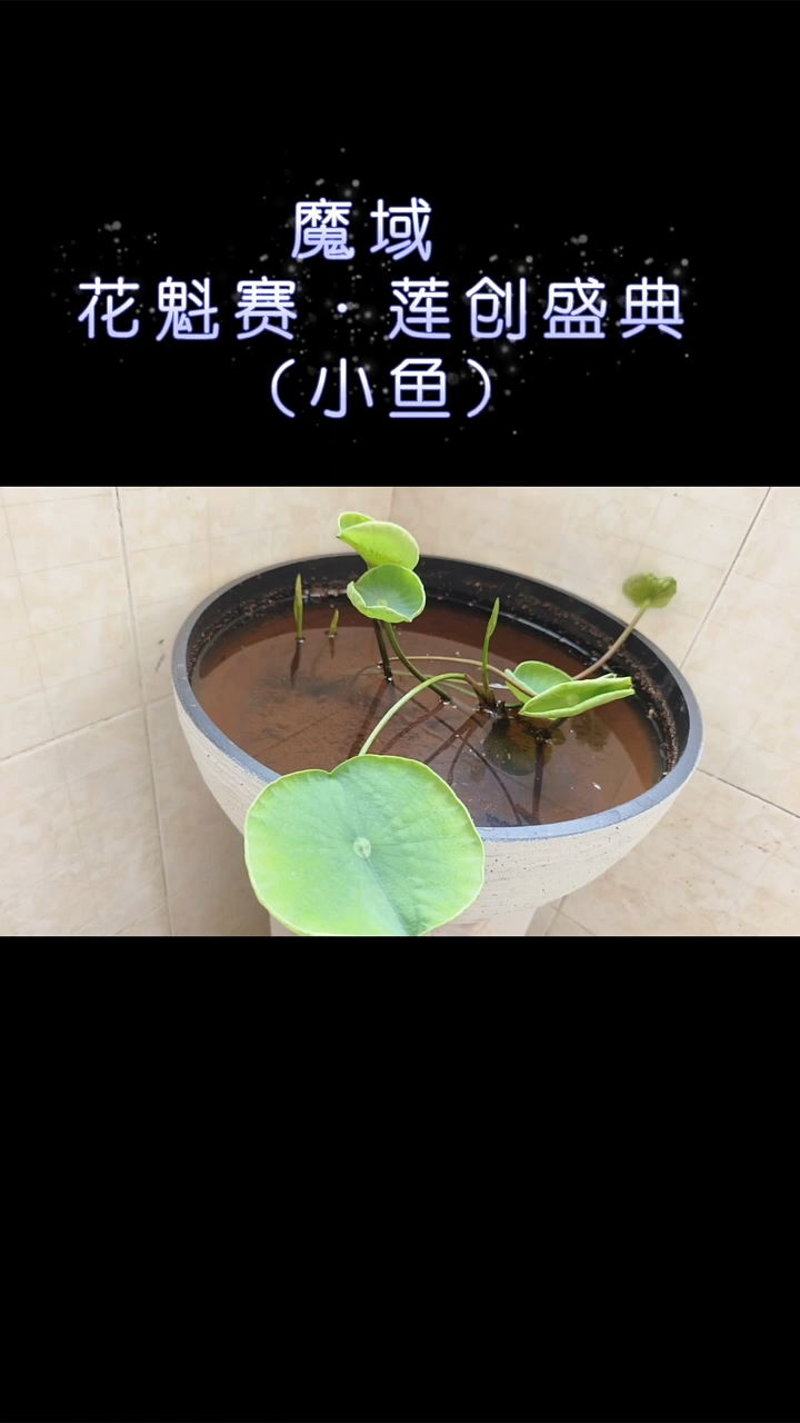 碗莲成长录 #魔域达人秀 #魔