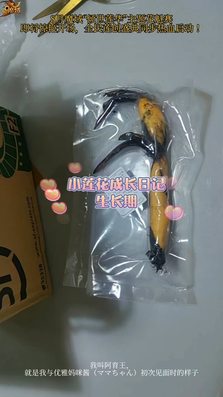 （小莲花成长日记生长期），断芽