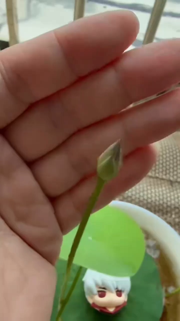 品种惊艳一号，莲花即将绽放 #