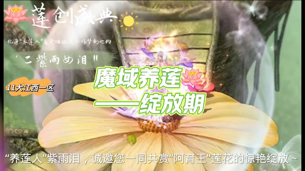 “养莲人”紫雨泪，诚邀您一同共