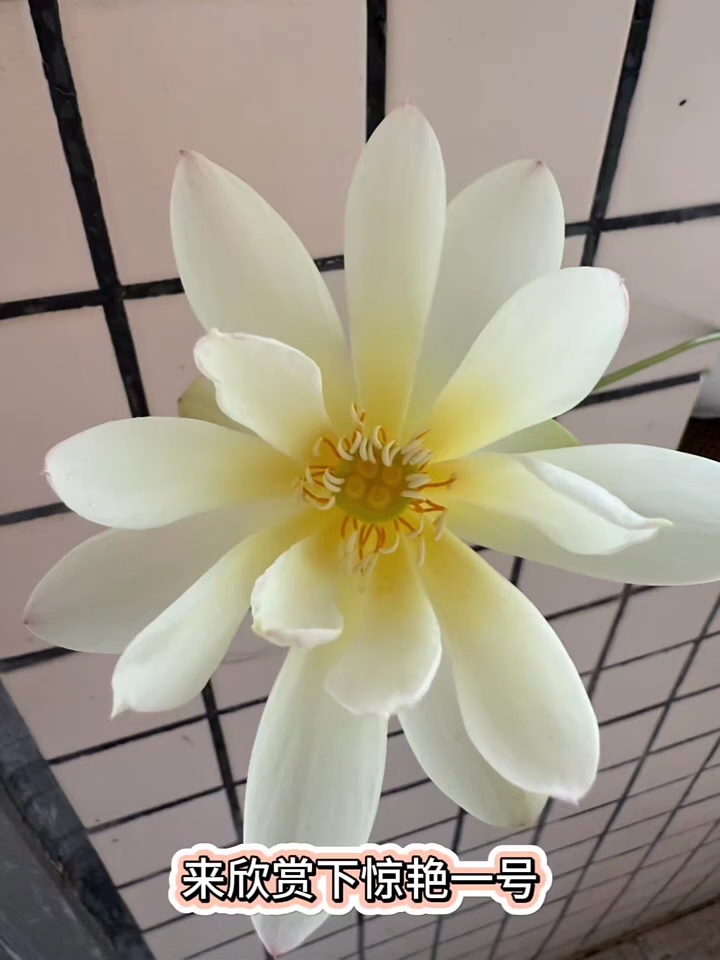 惊艳一号开花了！期待花魁赛！ 
