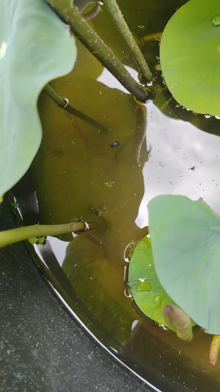 花魁赛开始了我的荷花也开了，荷