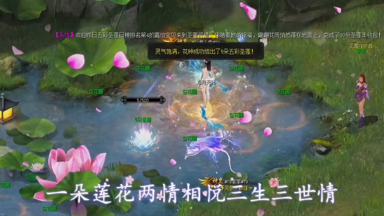 种五彩圣莲啦，要是每朵520圣