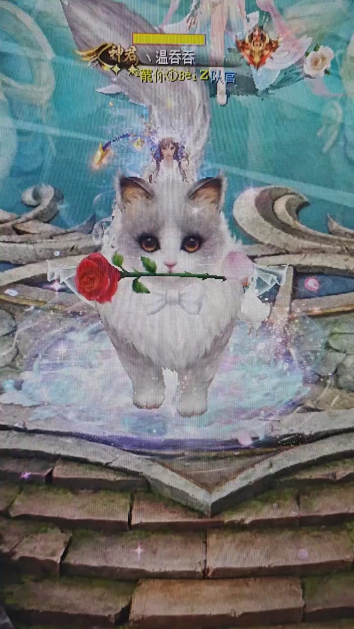 😺😺魔域最强圣器灵猫出没，
